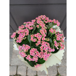 Kalanchoë