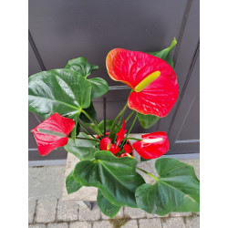 Anthurium